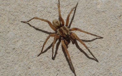 5 Smart Tips To Deal With Spiders During Winter Season