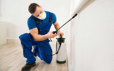 3 Situations When Need To Call Pest Control Experts