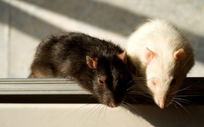 10-easy-tips-prevent-rat-mice-infestation