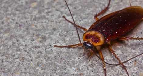 4 Ways Cockroaches Can Ruin Your Health & Hygiene 